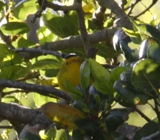 Photo 3/4 of Wilson's Warbler (Cardellina pusilla)