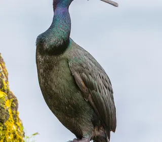 Photo 1/3 of Pelagic Cormorant (Urile pelagicus)