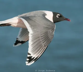 Photo 1/1 of Franklin's Gull (Leucophaeus pipixcan)