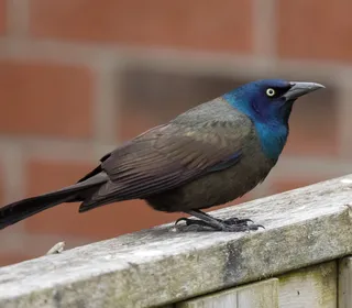 Photo 2/4 of Common Grackle (Quiscalus quiscula)