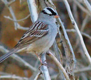 Photo 5/9 of White-crowned Sparrow (Zonotrichia leucophrys)