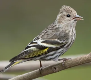 Photo 1/5 of Pine Siskin (Spinus pinus)