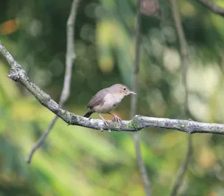 Photo 12/28 of Northern House Wren (Troglodytes aedon)
