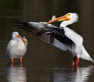 Photo 1/1 of American White Pelican (Pelecanus erythrorhynchos)