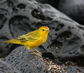 Photo 2/28 of Yellow Warbler (Setophaga petechia)