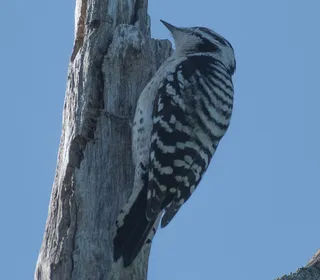 Photo 8/8 of Downy Woodpecker (Dryobates pubescens)