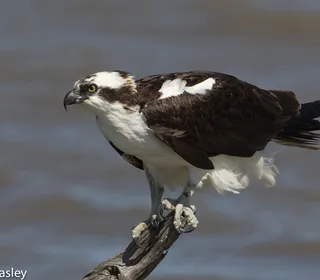 Photo 1/5 of Osprey (Pandion haliaetus)