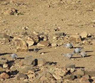 Photo 8/11 of Rock Pigeon (Columba livia)