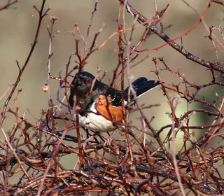 Photo 9/17 of Spotted Towhee (Pipilo maculatus)