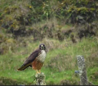 Photo 10/20 of Red-tailed Hawk (Buteo jamaicensis)