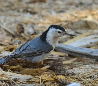 Photo 8/8 of White-breasted Nuthatch (Sitta carolinensis)