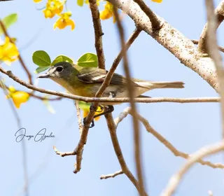 Photo 4/5 of Blue-headed Vireo (Vireo solitarius)