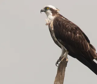 Photo 4/5 of Osprey (Pandion haliaetus)