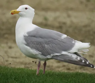 Photo 2/5 of Glaucous-winged Gull (Larus glaucescens)