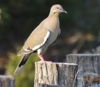 Photo 3/4 of White-winged Dove (Zenaida asiatica)