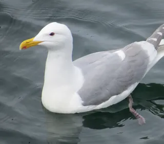 Photo 1/5 of Glaucous-winged Gull (Larus glaucescens)