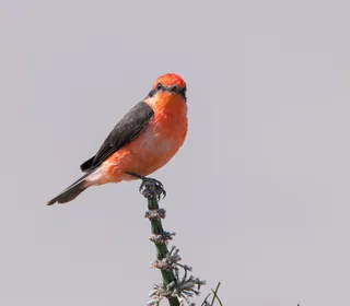 Photo 7/10 of Vermilion Flycatcher (Pyrocephalus rubinus)