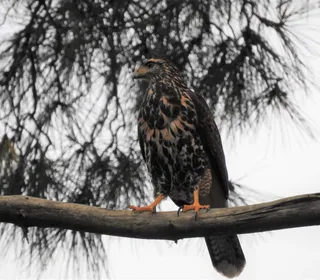 Photo 2/3 of Harris's Hawk (Parabuteo unicinctus)