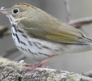Photo 2/3 of Ovenbird (Seiurus aurocapilla)