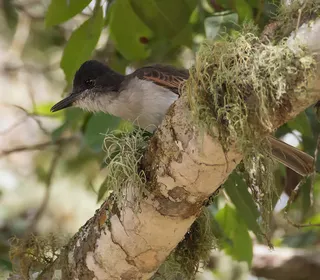 Photo 28/30 of Eastern Kingbird (Tyrannus tyrannus)