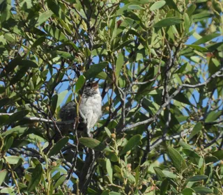 Photo 2/8 of Bewick's Wren (Thryomanes bewickii)
