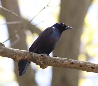 Photo 4/4 of Common Grackle (Quiscalus quiscula)