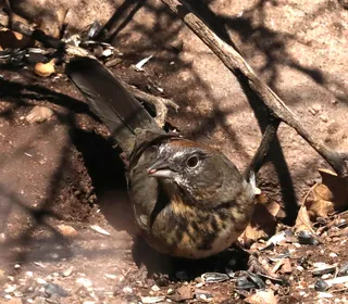 Photo 17/17 of Spotted Towhee (Pipilo maculatus)