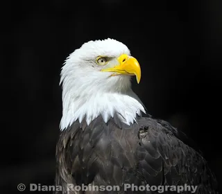 Photo 3/3 of Bald Eagle (Haliaeetus leucocephalus)