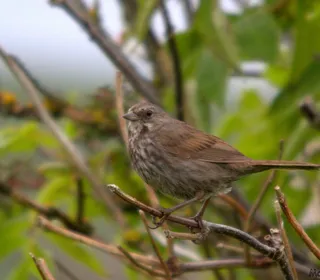 Photo 21/26 of Song Sparrow (Melospiza melodia)