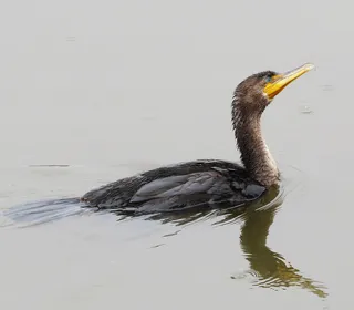 Photo 3/7 of Double-crested Cormorant (Nannopterum auritum)