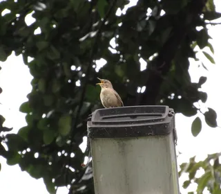 Photo 22/28 of Northern House Wren (Troglodytes aedon)