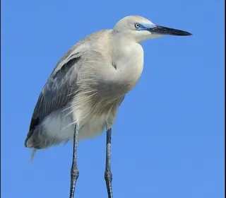 Photo 6/8 of Great Egret (Ardea alba)