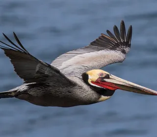 Photo 1/6 of Brown Pelican (Pelecanus occidentalis)