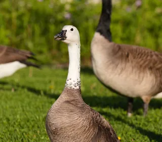 Photo 10/18 of Canada Goose (Branta canadensis)