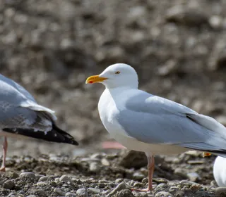 Photo 3/7 of American Herring Gull (Larus smithsonianus)