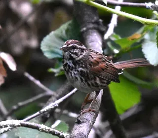Photo 9/26 of Song Sparrow (Melospiza melodia)