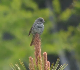 Photo 15/20 of Fox Sparrow (Passerella iliaca)