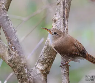 Photo 13/28 of Northern House Wren (Troglodytes aedon)