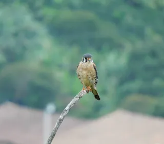 Photo 15/16 of American Kestrel (Falco sparverius)