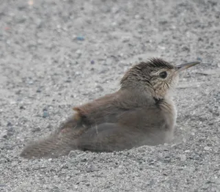 Photo 24/28 of Northern House Wren (Troglodytes aedon)