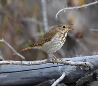 Photo 6/9 of Hermit Thrush (Catharus guttatus)