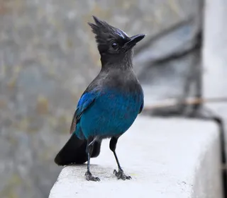 Photo 8/12 of Steller's Jay (Cyanocitta stelleri)