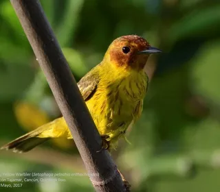 Photo 3/28 of Yellow Warbler (Setophaga petechia)