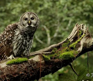 Photo 3/6 of Barred Owl (Strix varia)
