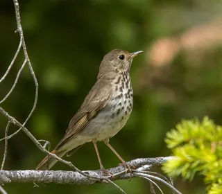 Photo 5/9 of Hermit Thrush (Catharus guttatus)