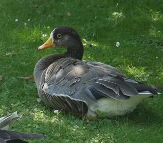 Photo 10/15 of Greater White-fronted Goose (Anser albifrons)