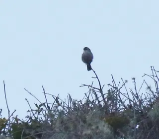 Photo 5/8 of Bewick's Wren (Thryomanes bewickii)