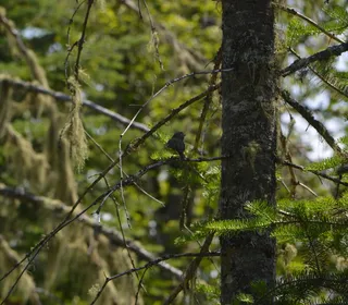 Photo 3/5 of Blue-headed Vireo (Vireo solitarius)
