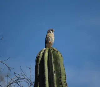 Photo 13/16 of American Kestrel (Falco sparverius)