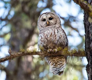 Photo 5/6 of Barred Owl (Strix varia)